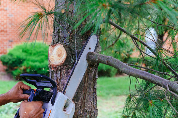 Residential Tree Removal in Brushy Creek, TX